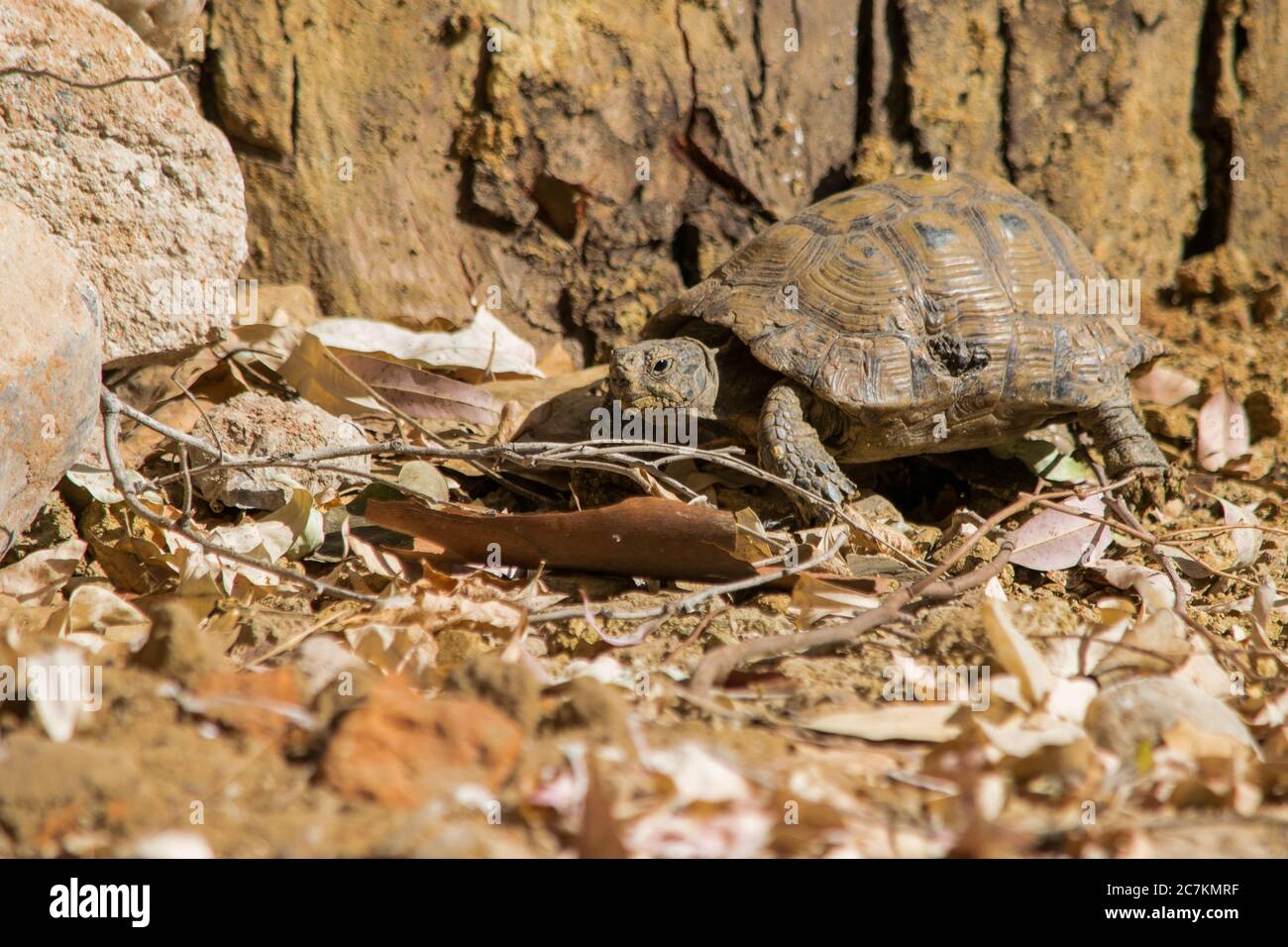 Belle photo d'une tortue grecque marchant sur le sol avec un arrière-plan flou Banque D'Images