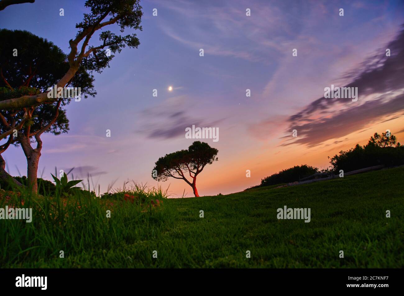 Europe, Portugal, Algarve, Litoral, Barlavento, Faro, entre Vilamoura et Albufeira, vue de nuit avec lune, silhouette d'un pin sur une colline Banque D'Images