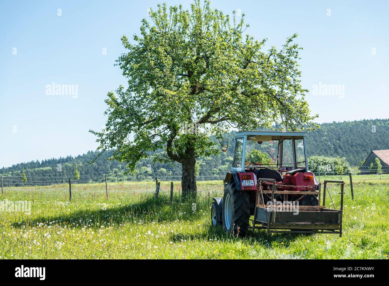 Michelstadt, Hessen, Allemagne, tracteur Massey Ferguson, année de construction 1983, 47 ch, type 254 S, cylindrée 2500 cm3 Banque D'Images