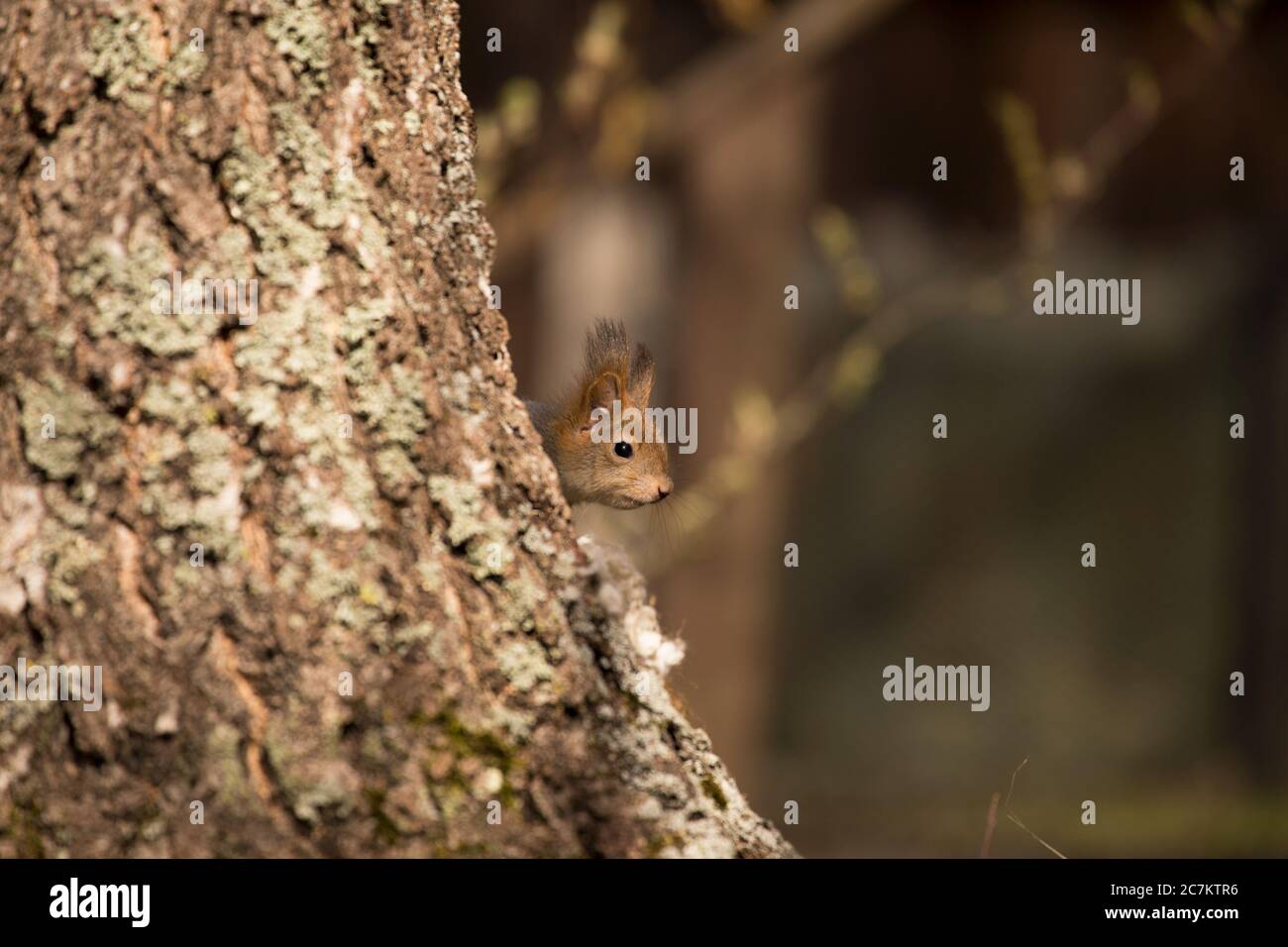 Peek rouge eurasien (Sciurus vulgaris) derrière l'arbre à bouleau, Springtime, Finlande Banque D'Images