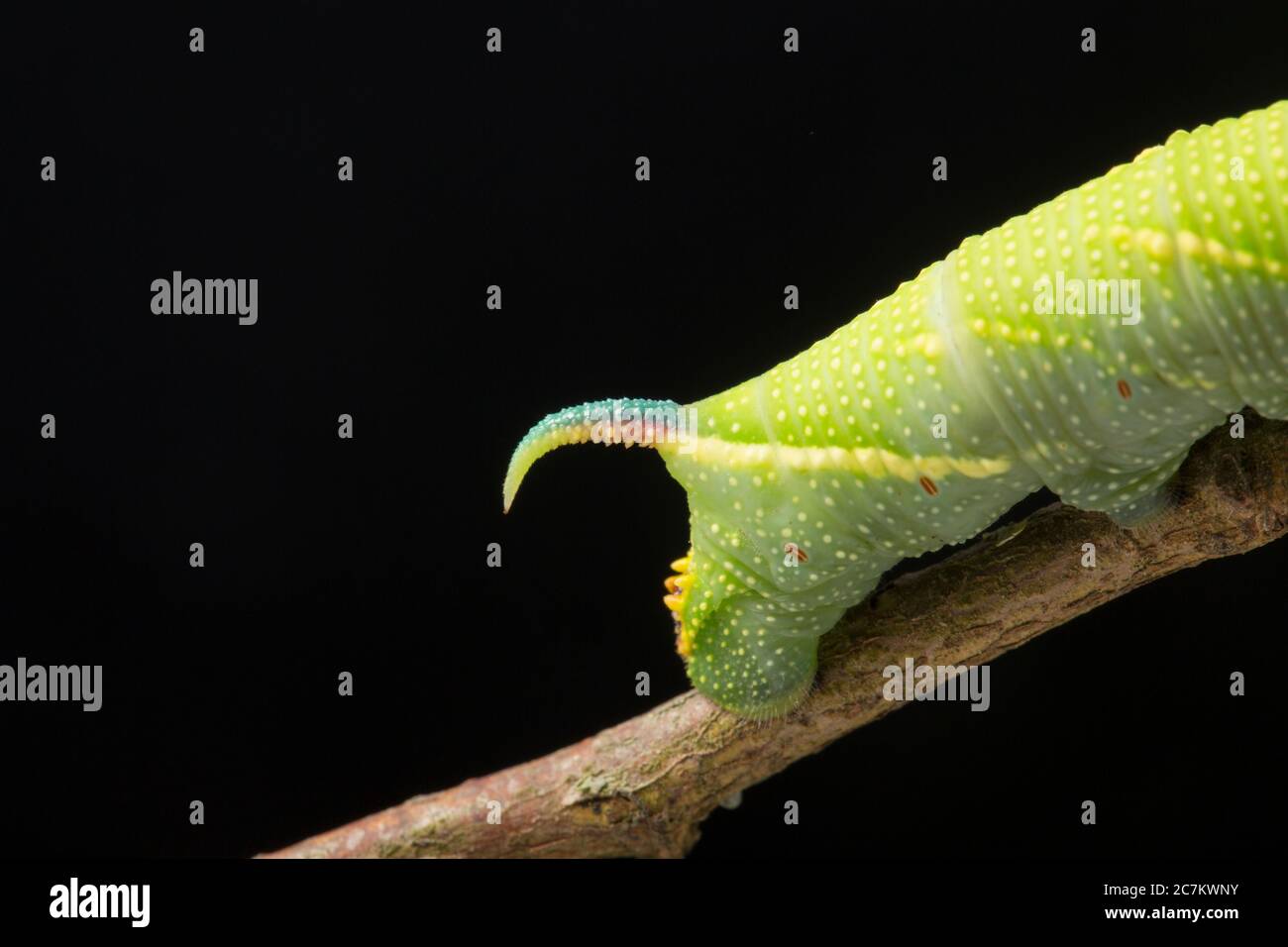 Une chenille de la Moth Hawk de Lime, Mimas tiliae, photographiée en studio. L'image montre le détail du crochet à l'extrémité de la chenille. Arrière-plan noir Banque D'Images