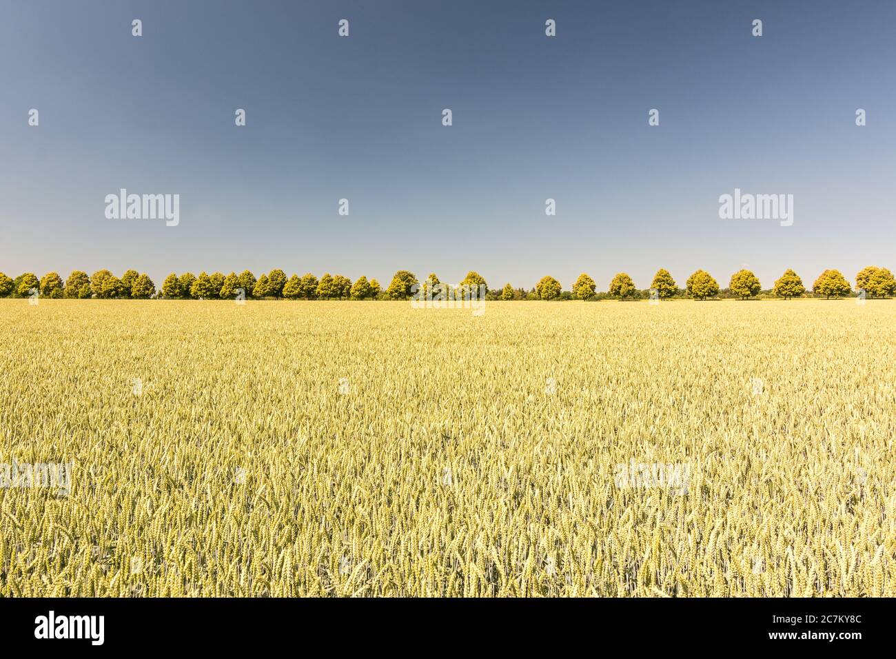 Allée d'arbres et large champ de céréales par une journée ensoleillée en été Banque D'Images