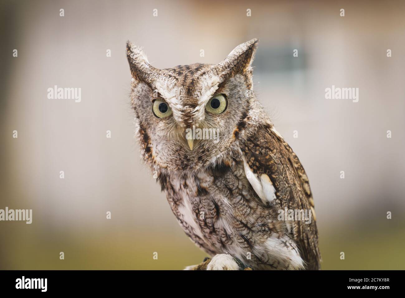 Gros plan d'un hibou des montagnes de l'est sur un ciel nuageux journée à l'extérieur Banque D'Images