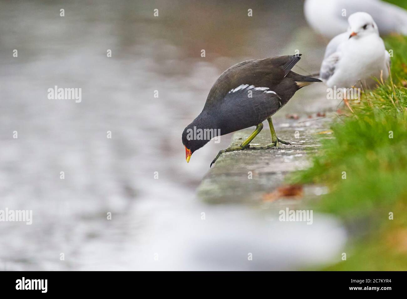 Moorhen, Moorhen, Gallinula chloropus Banque D'Images