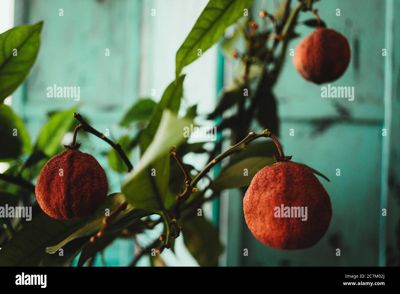 Cliché sélectif de fruits orange séchés et froissés suspendus dans les branches Banque D'Images