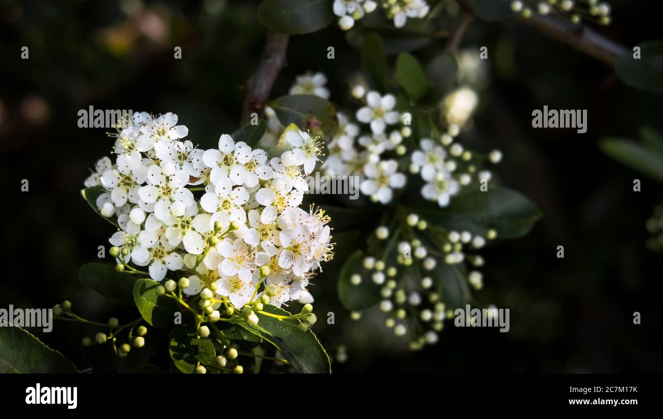 Floraison aubépine au printemps à Vinassan Banque D'Images