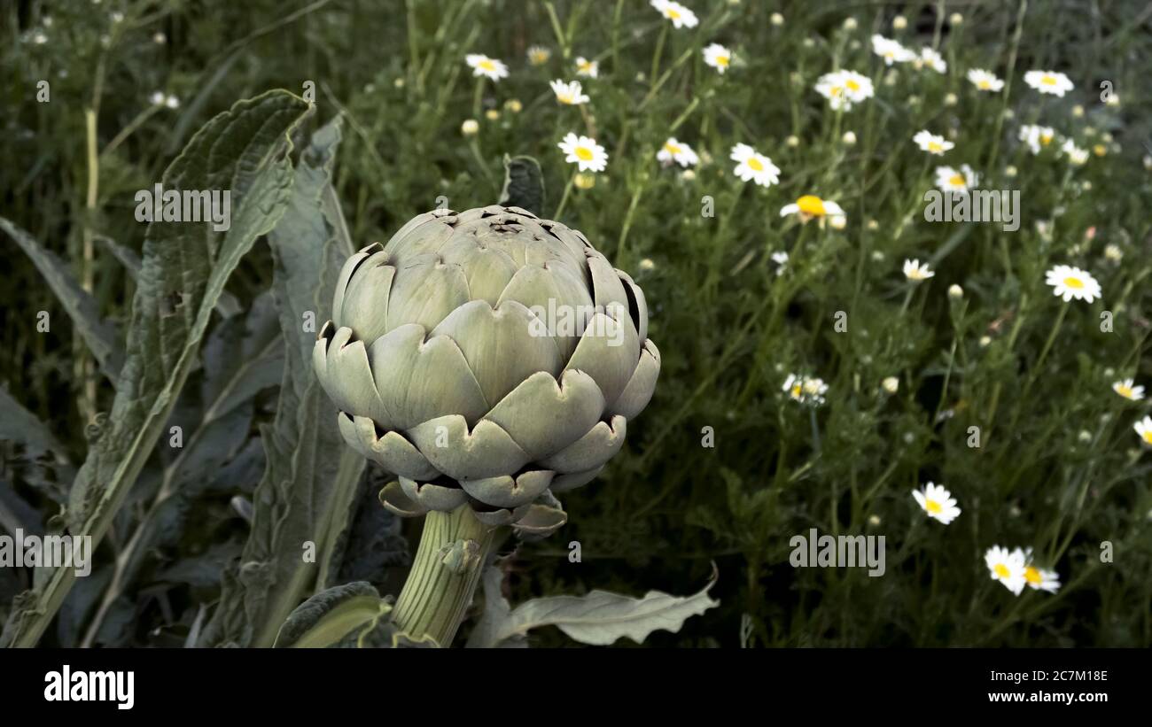 Inflorescence de l'artichaut à Coursan. Plante médicinale de l'année 2003. Banque D'Images