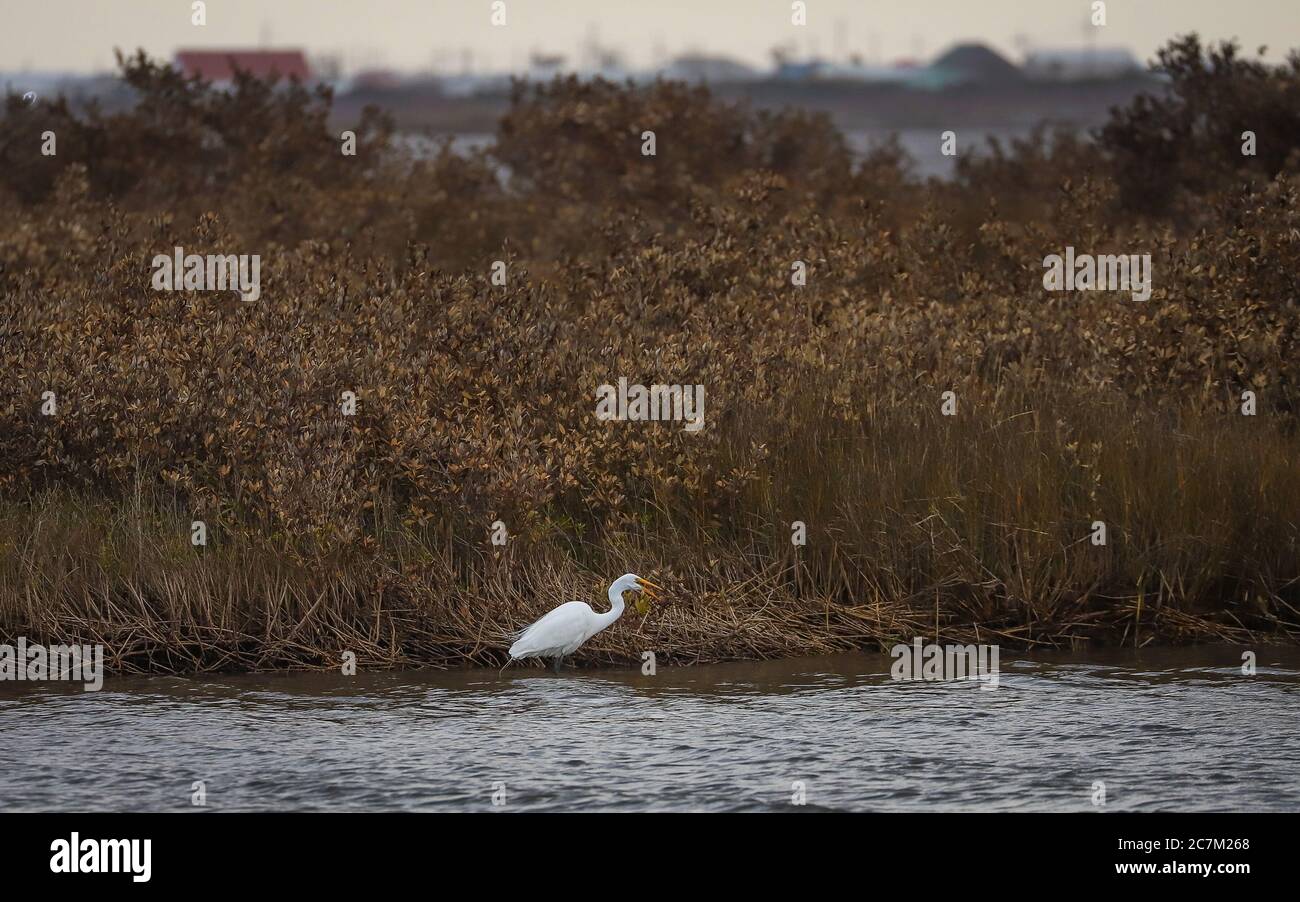Grand Isle, Louisiane - février 2018 : un aigreet cherche un repas dans la réserve naturelle d'Elmer's Island. Banque D'Images