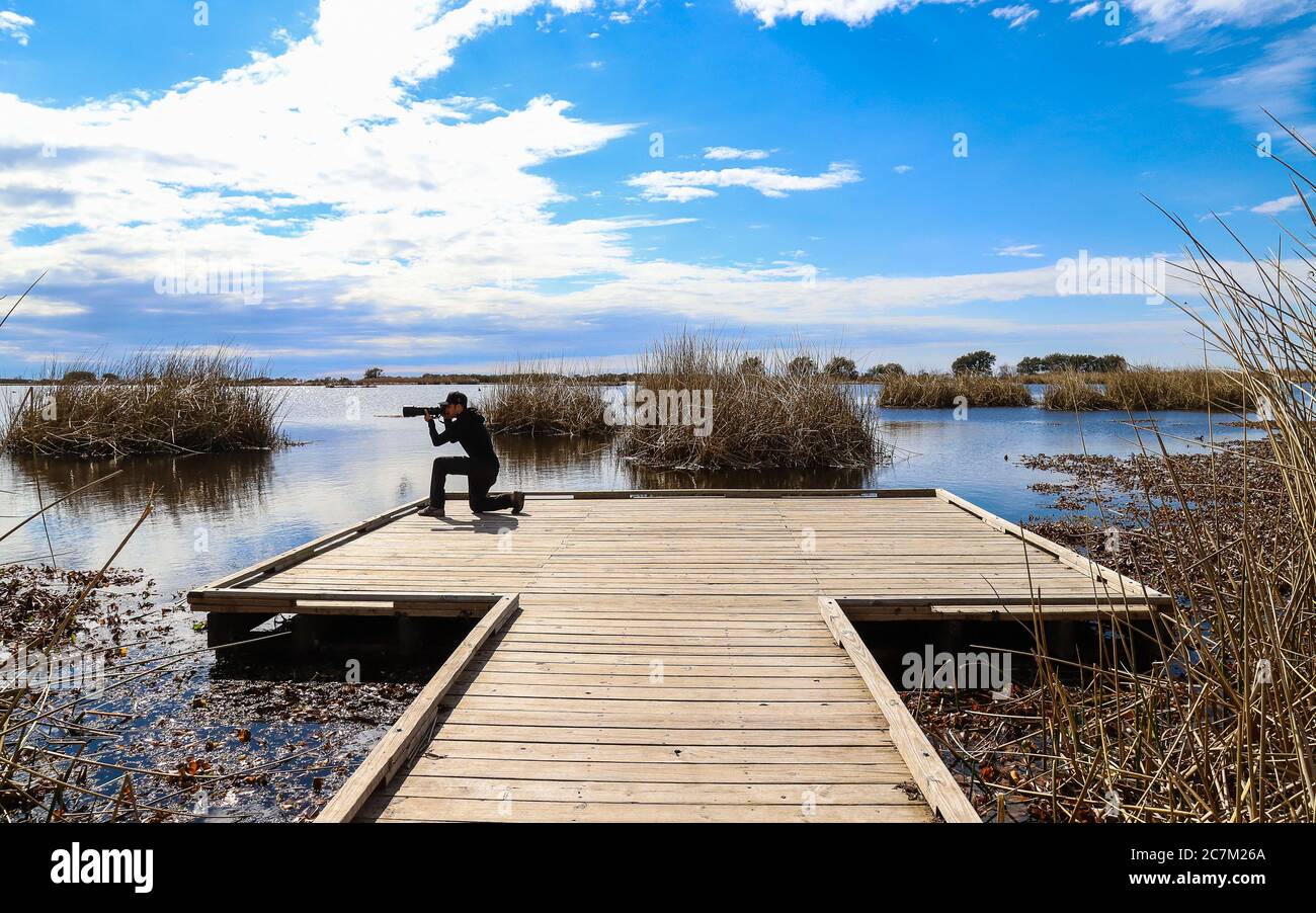 Parc national de Fontainebleau, Louisiane - février 2018 : un jeune photographe masculin sur la plate-forme d'observation de la promenade du marais alligator. Banque D'Images