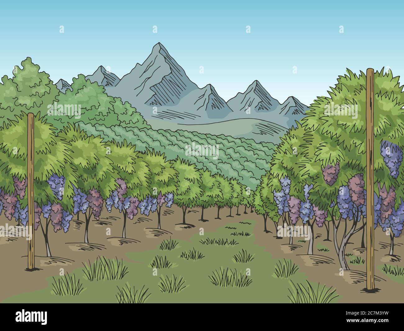 Vigne graphique couleur plantation de raisin paysage esquisse illustration vecteur Illustration de Vecteur