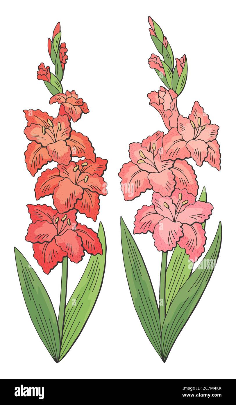 Gladiolus fleur graphique couleur isolée esquisse ensemble vecteur d'illustration Illustration de Vecteur