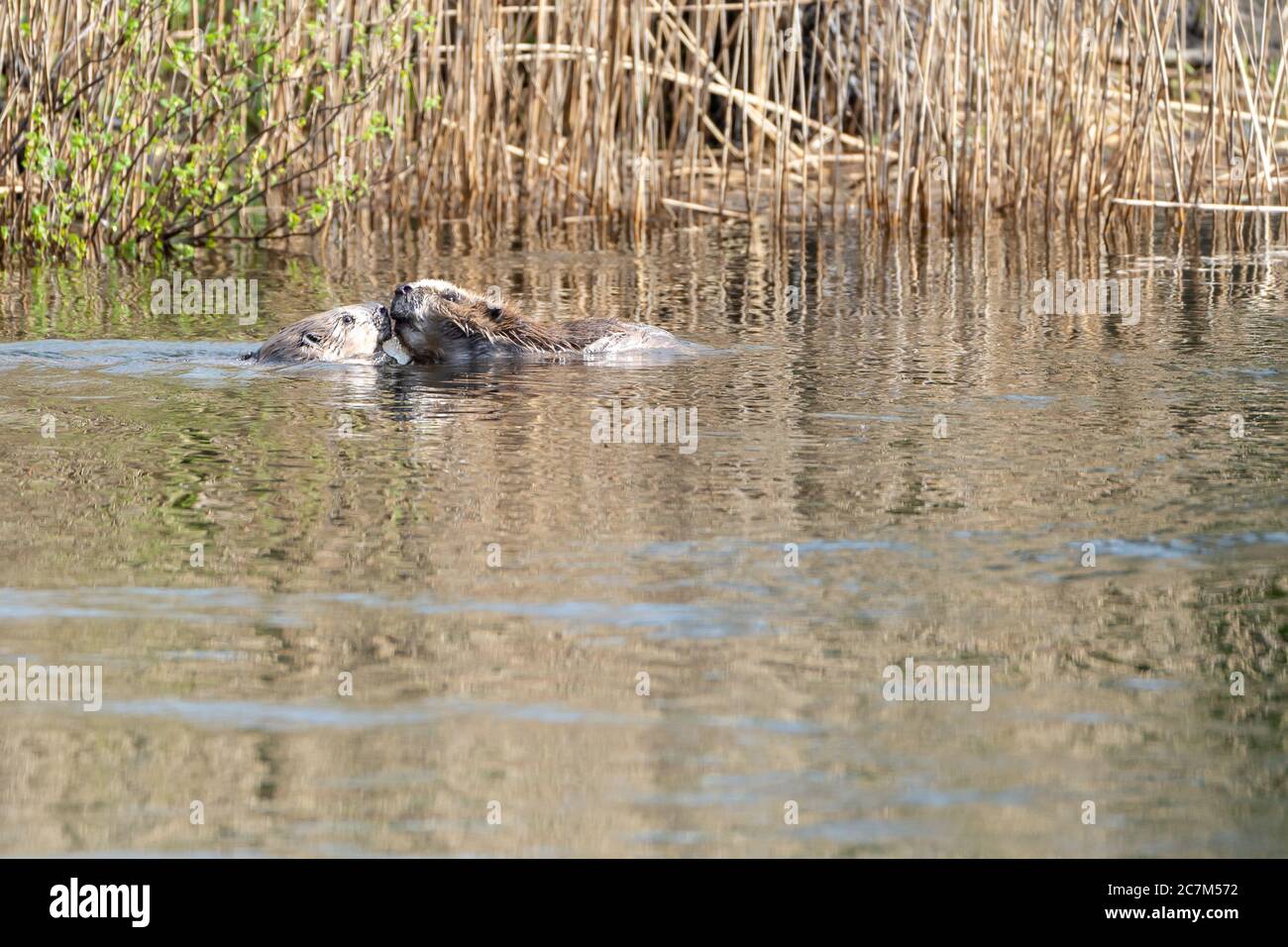 Gros plan de deux cute nutrias nageant dans le lac Banque D'Images