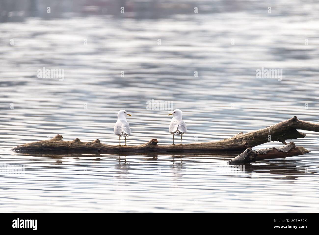Gros plan de deux goélands blancs debout sur une pièce de bois dans l'eau Banque D'Images