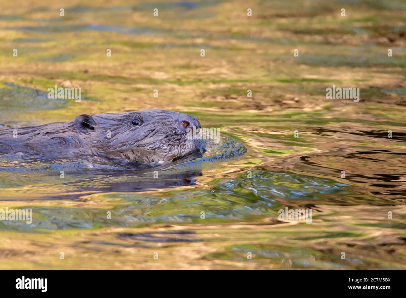 Gros plan d'un cute nutria nageant dans le lac Banque D'Images