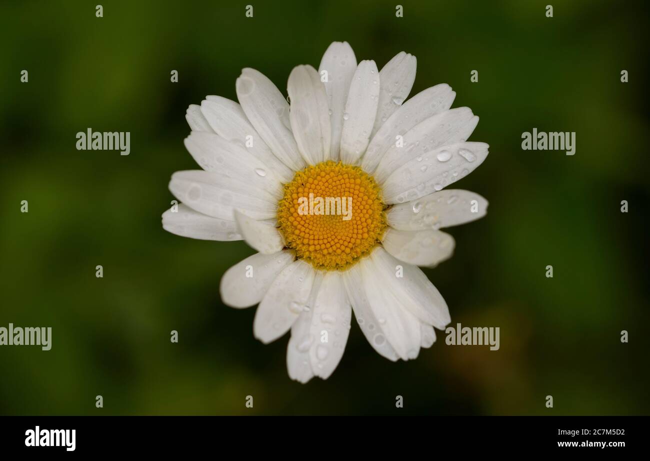 Gros plan d'une fleur blanche Banque D'Images