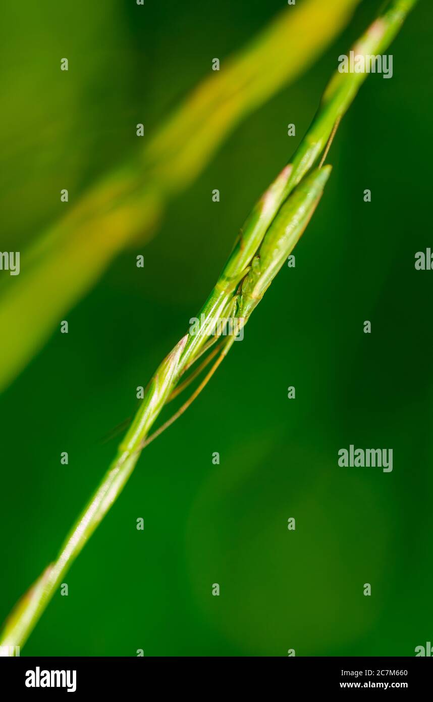 Gros plan d'un insecte de l'herbe sur l'herbe Banque D'Images