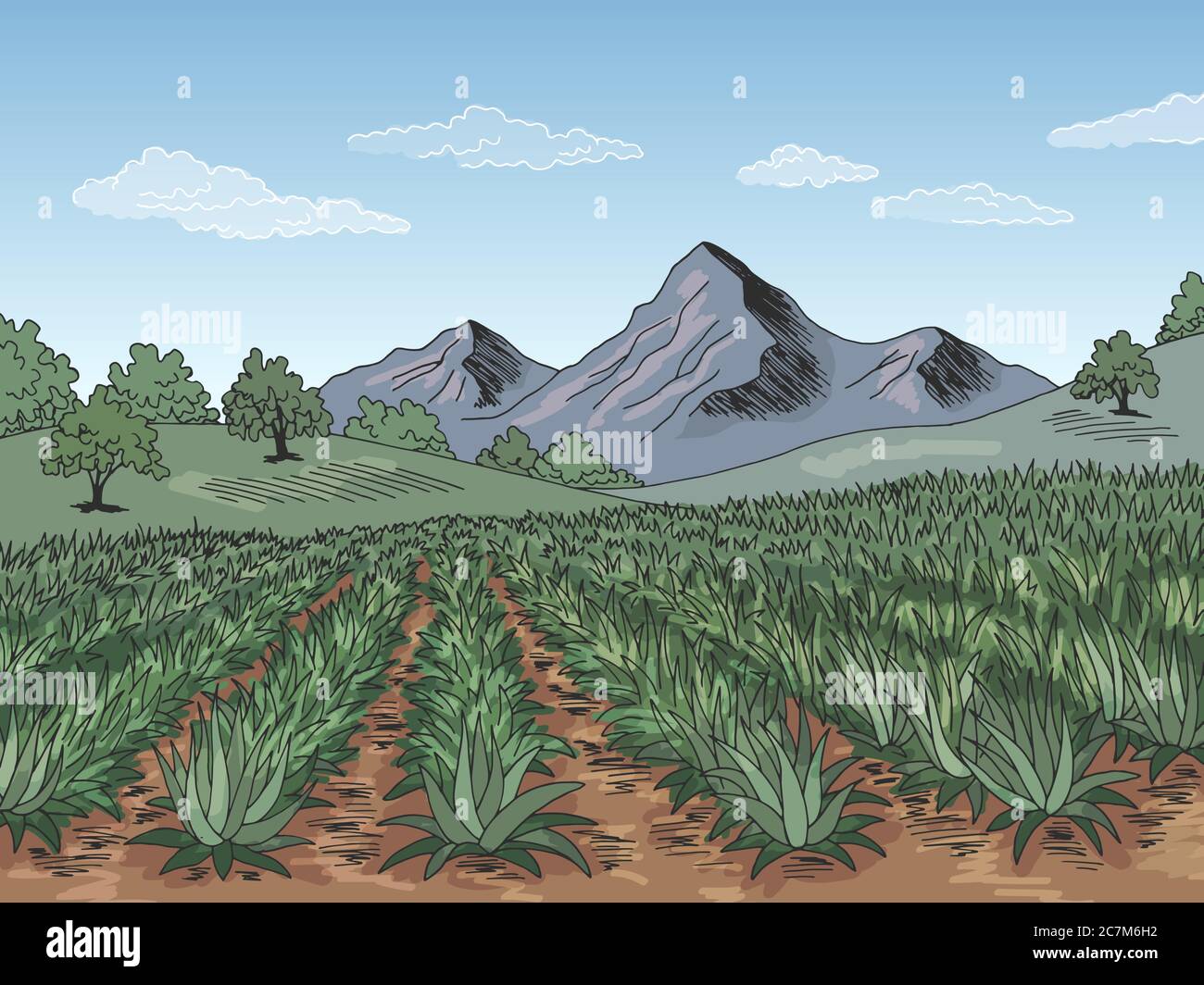 Agave champ plantation graphique couleur paysage dessin vecteur d'illustration Illustration de Vecteur