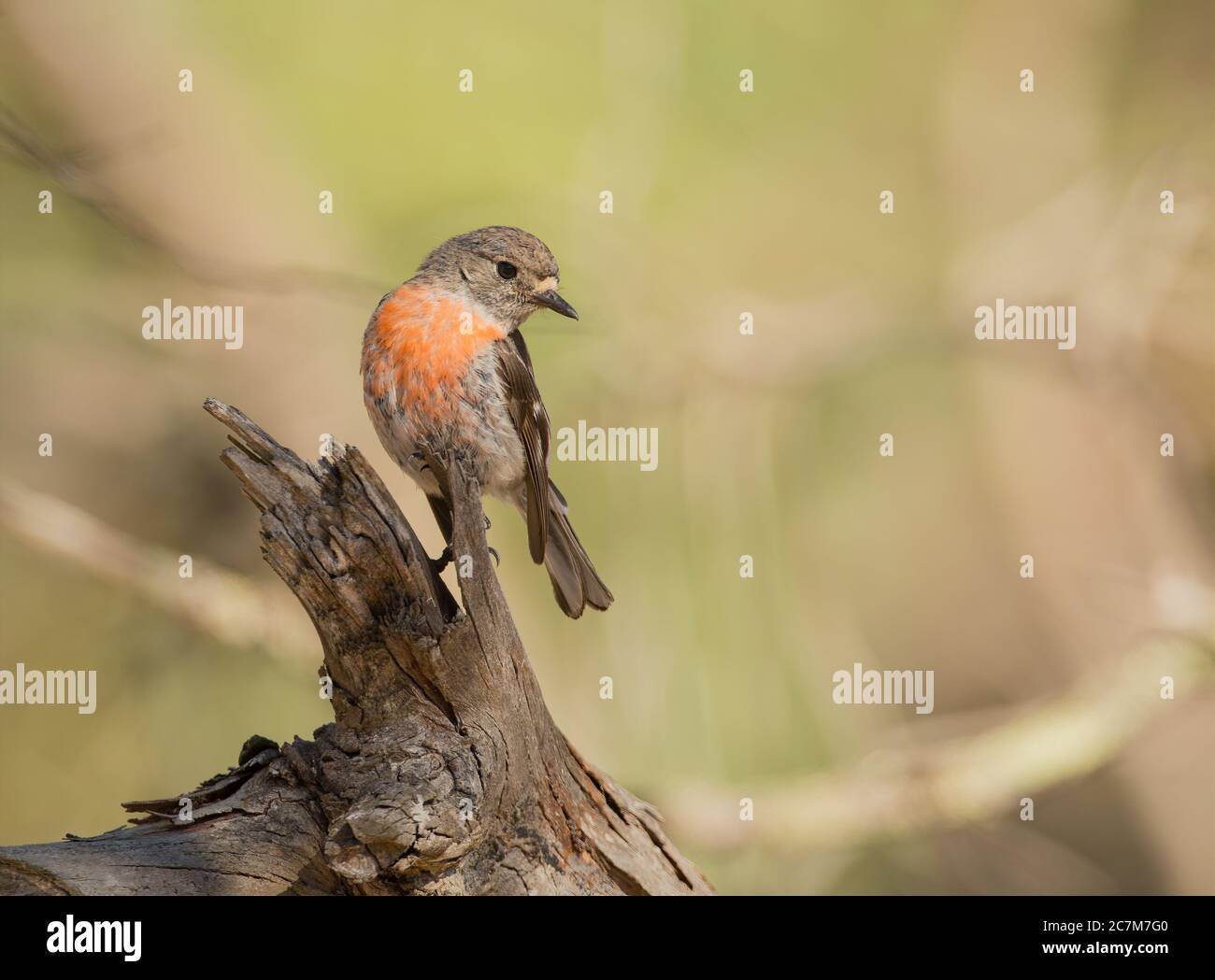 Perchoir Robin sur bois Banque D'Images