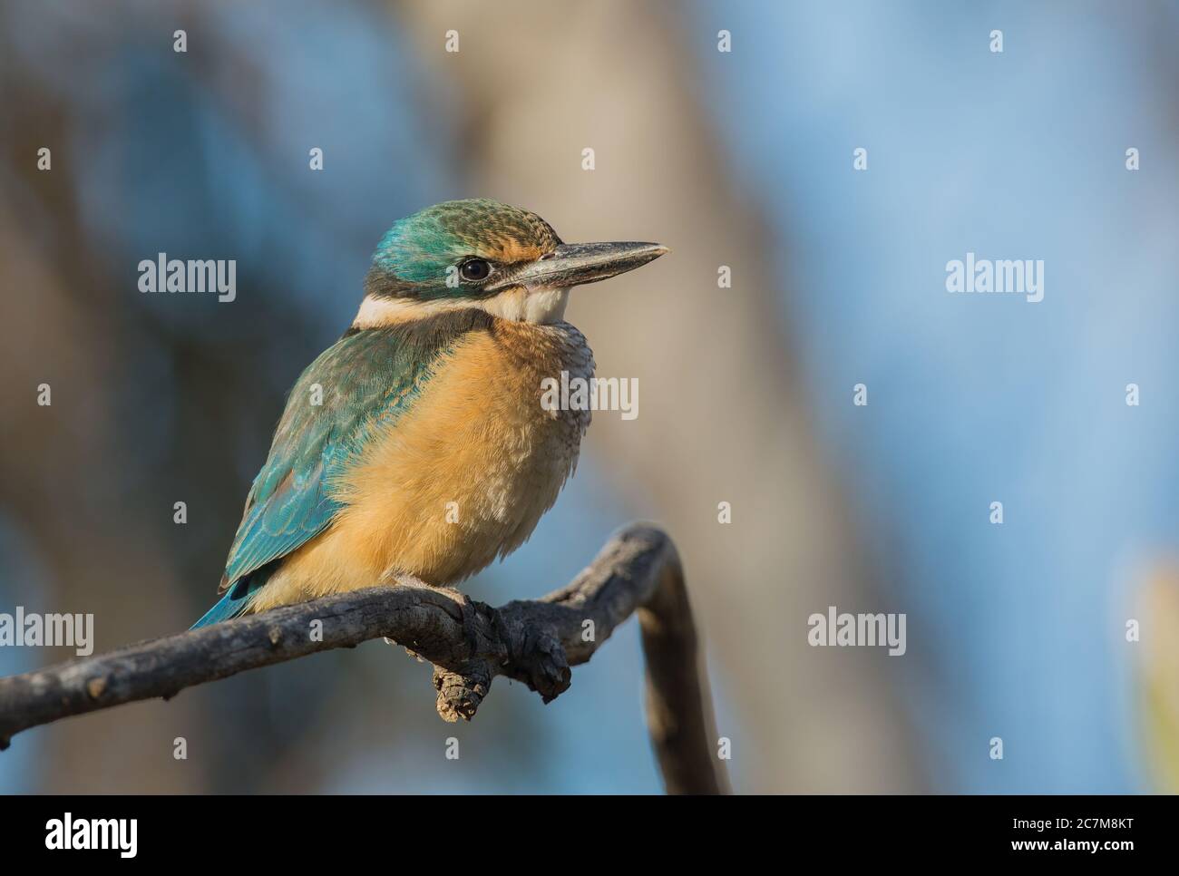 Magnifique perchoir de Kingfisher sacré sur la branche Banque D'Images