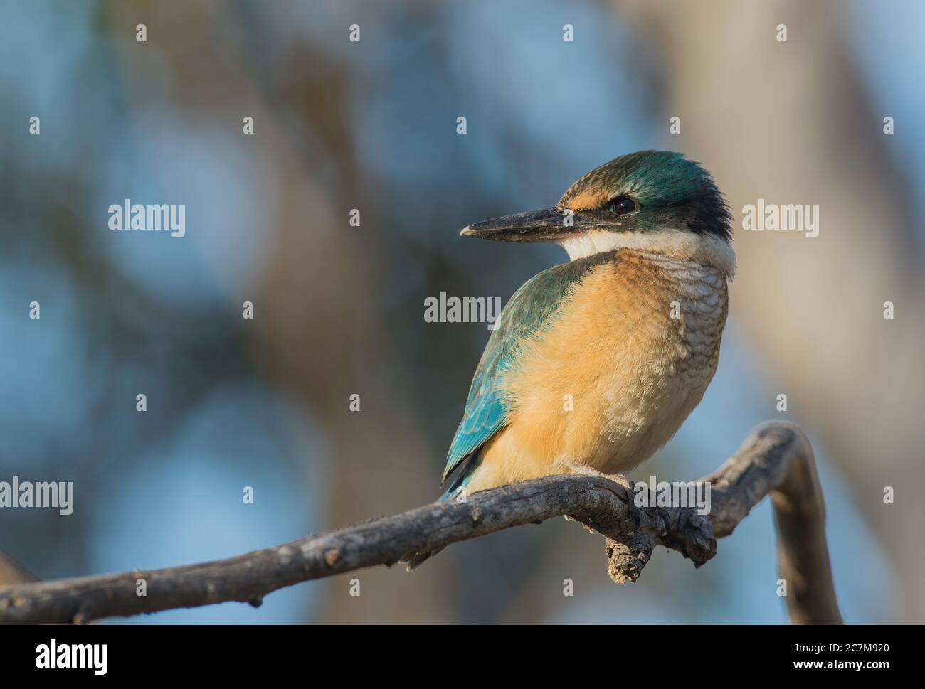 Magnifique perchoir de Kingfisher sacré sur la branche Banque D'Images