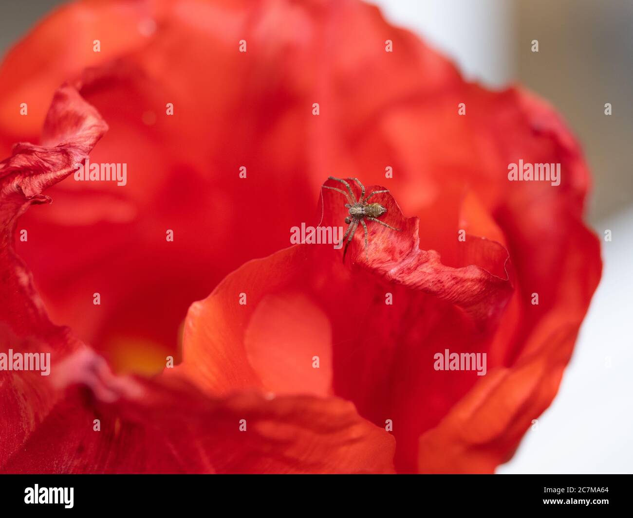 Araignée sur une tulipe rouge Banque D'Images