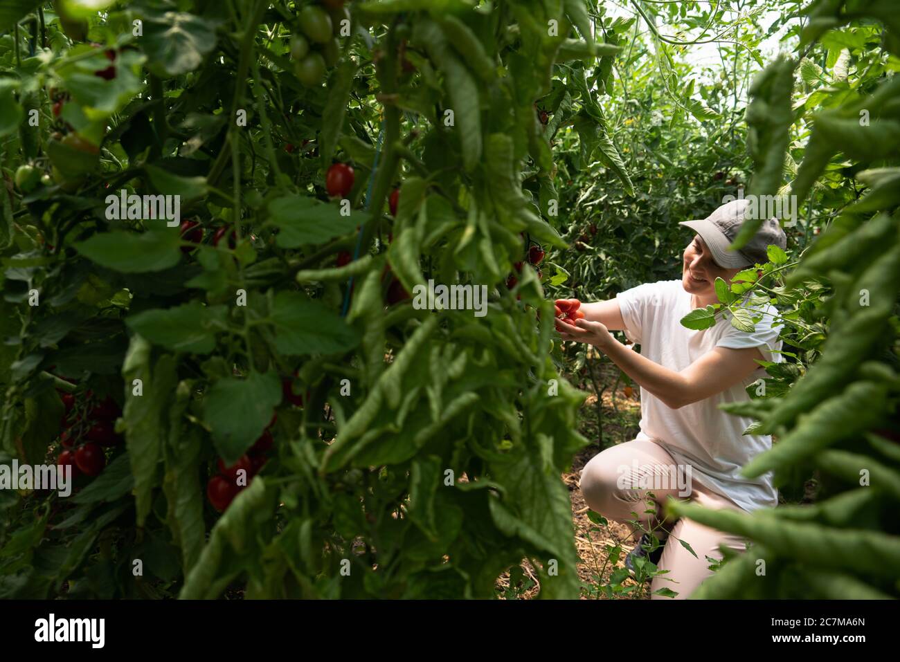 Une femme paysanne avec tomates cerises en serre. Ferme biologique. Banque D'Images