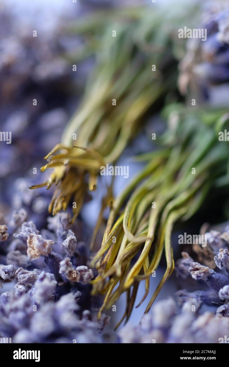 Gros plan de fleurs mortes posées sur une surface blanche avec un arrière-plan flou Banque D'Images