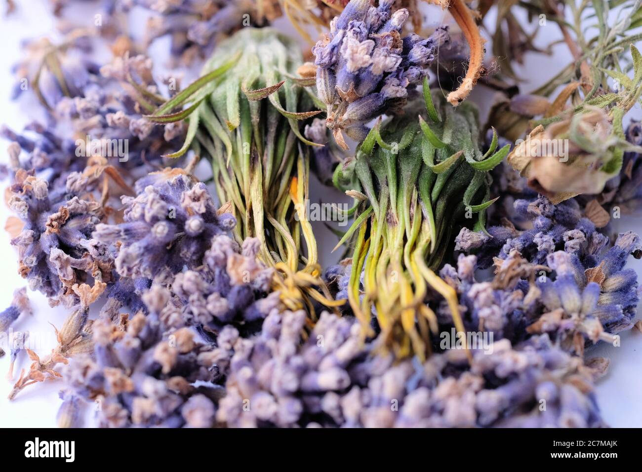 Gros plan de fleurs mortes posées sur une surface blanche Banque D'Images