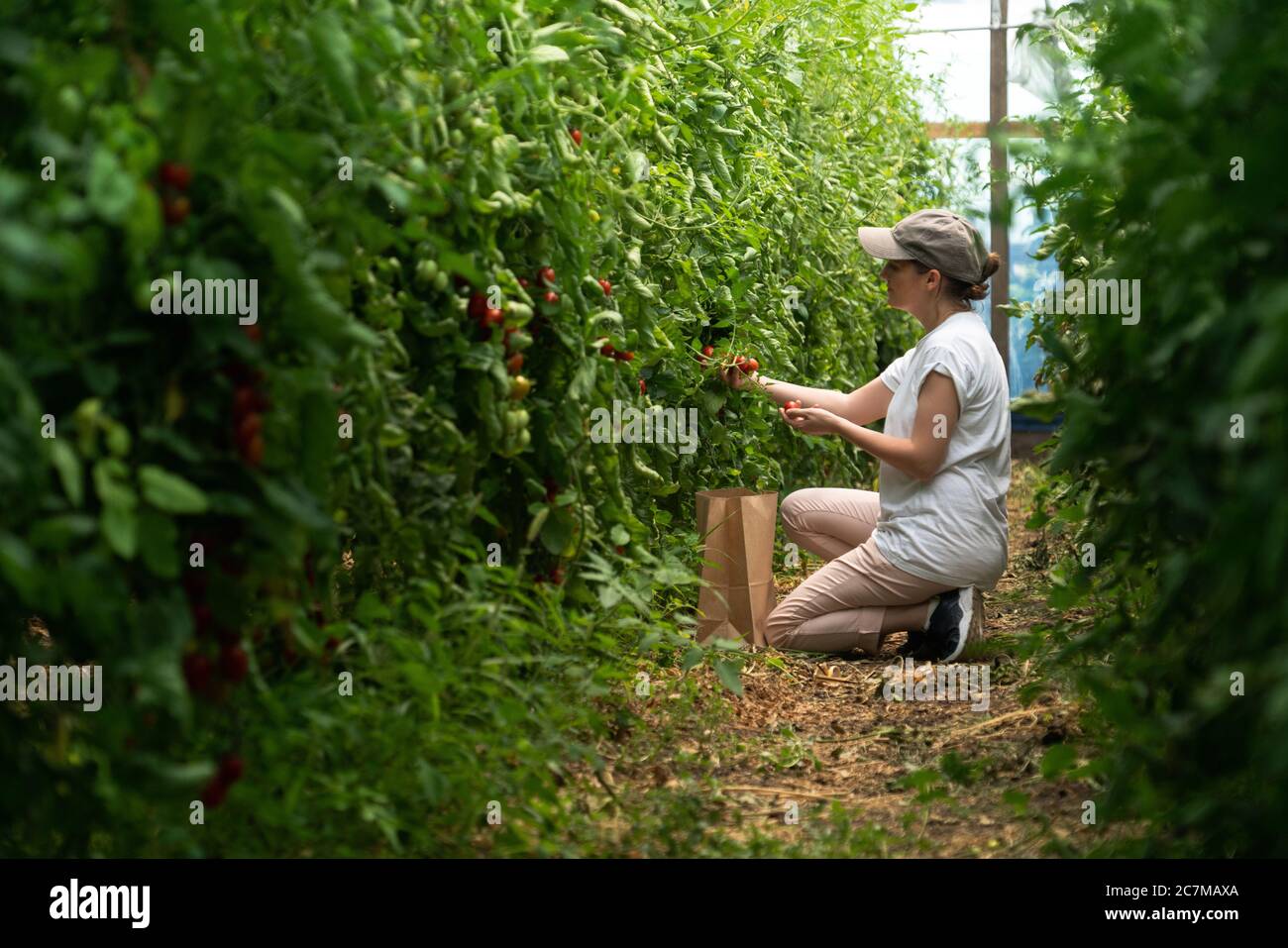 Une femme paysanne avec tomates cerises en serre. Ferme biologique. Banque D'Images