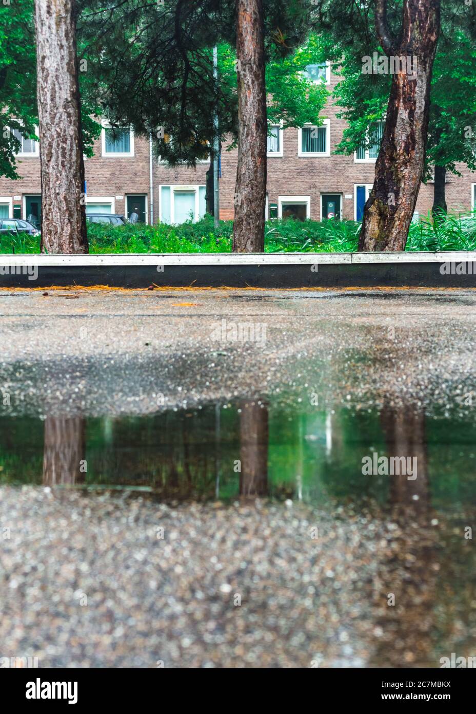 Trois pins au bord d'un stationnement et leur reflet dans une flaque de pluie Banque D'Images