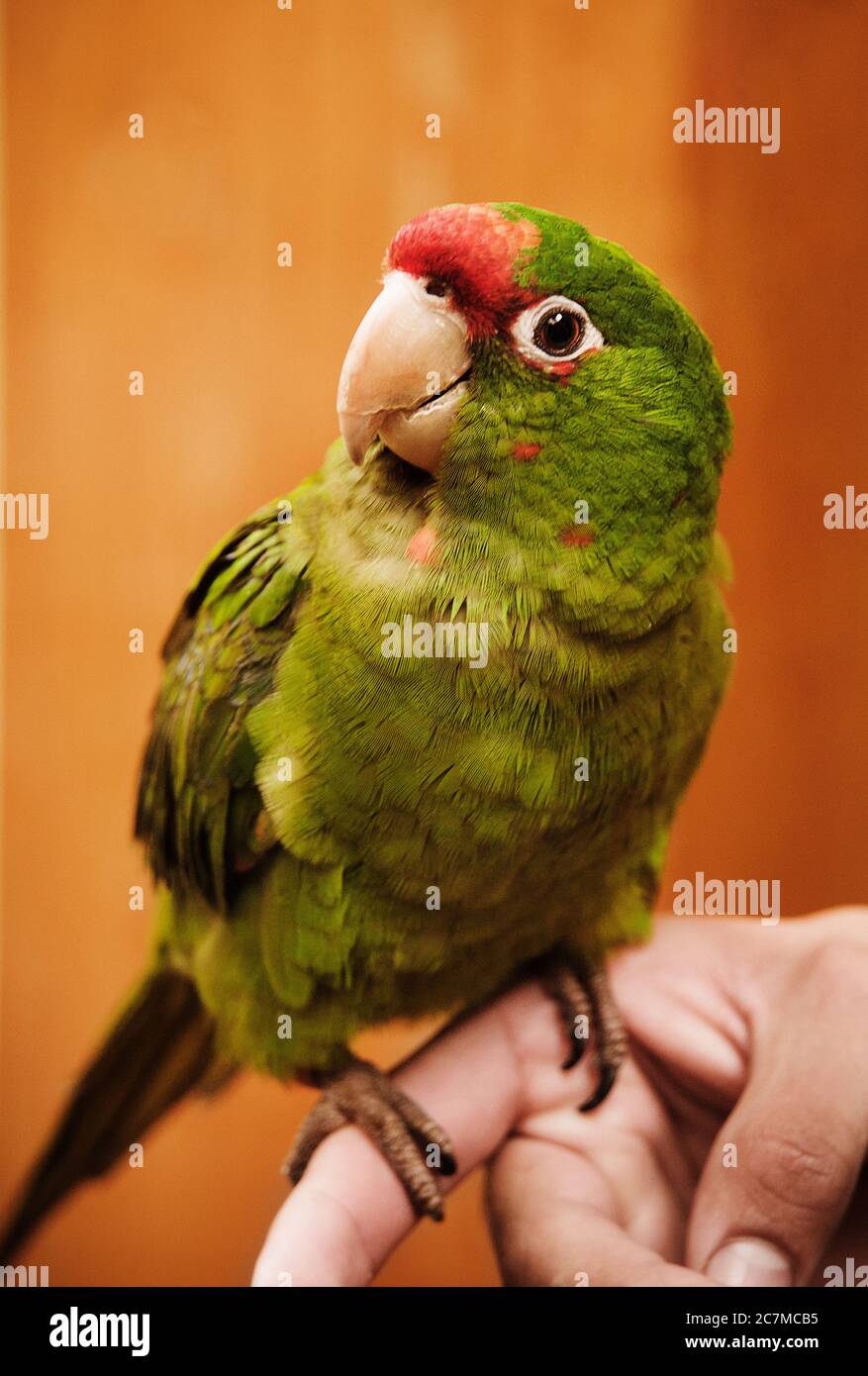 Green Parakeet, Cusco, Pérou, Amérique du Sud Banque D'Images