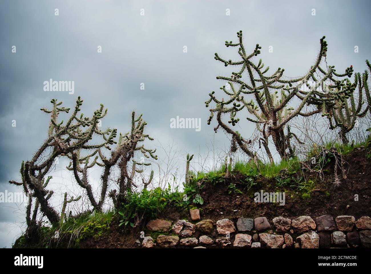 Cactus en croissance dans la ville de Cusco, Pérou, Amérique du Sud Banque D'Images
