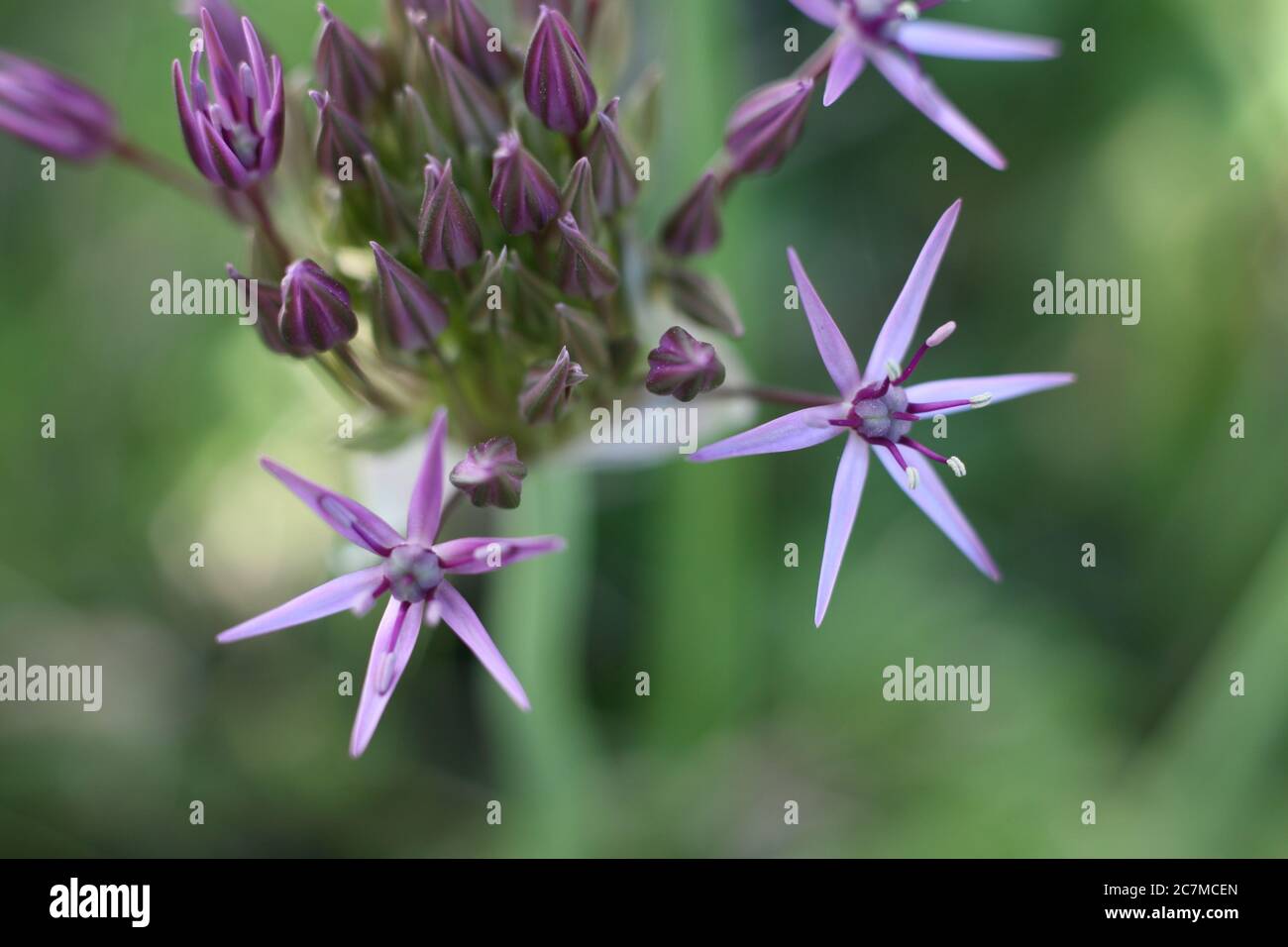 Gros plan d'une fleur violette avec un arrière-plan flou Banque D'Images