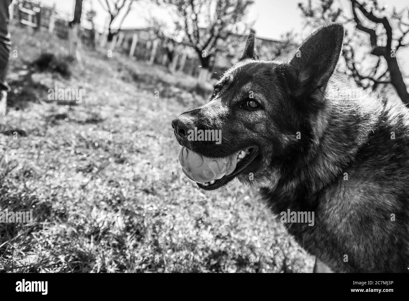 Photo en niveaux de gris d'un adorable Berger allemand jouant avec un bille Banque D'Images