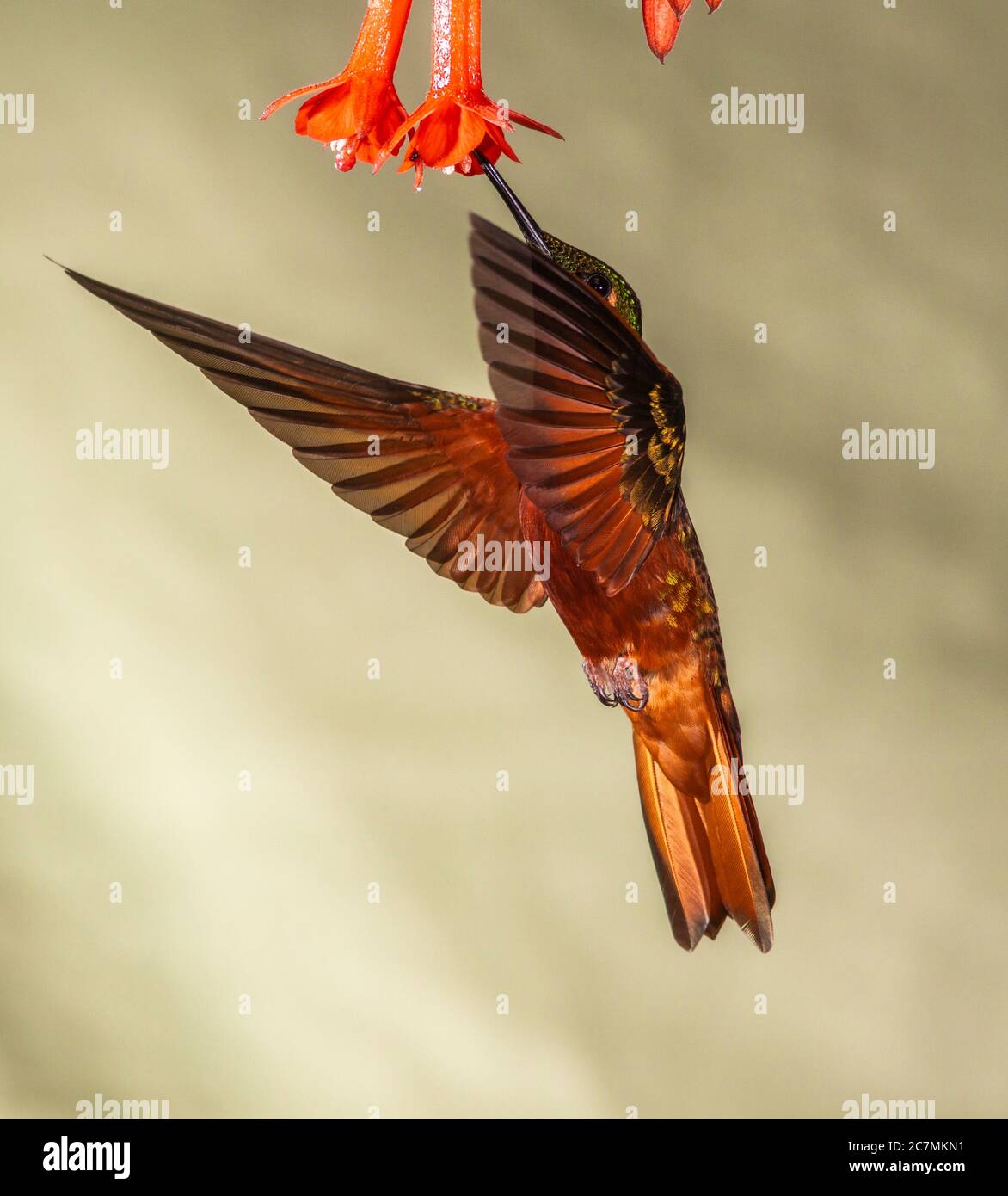 Colibri de Matthews Boissonneaua matthewsii, Hummingbird, à Guango Lodge en Equateur. Banque D'Images