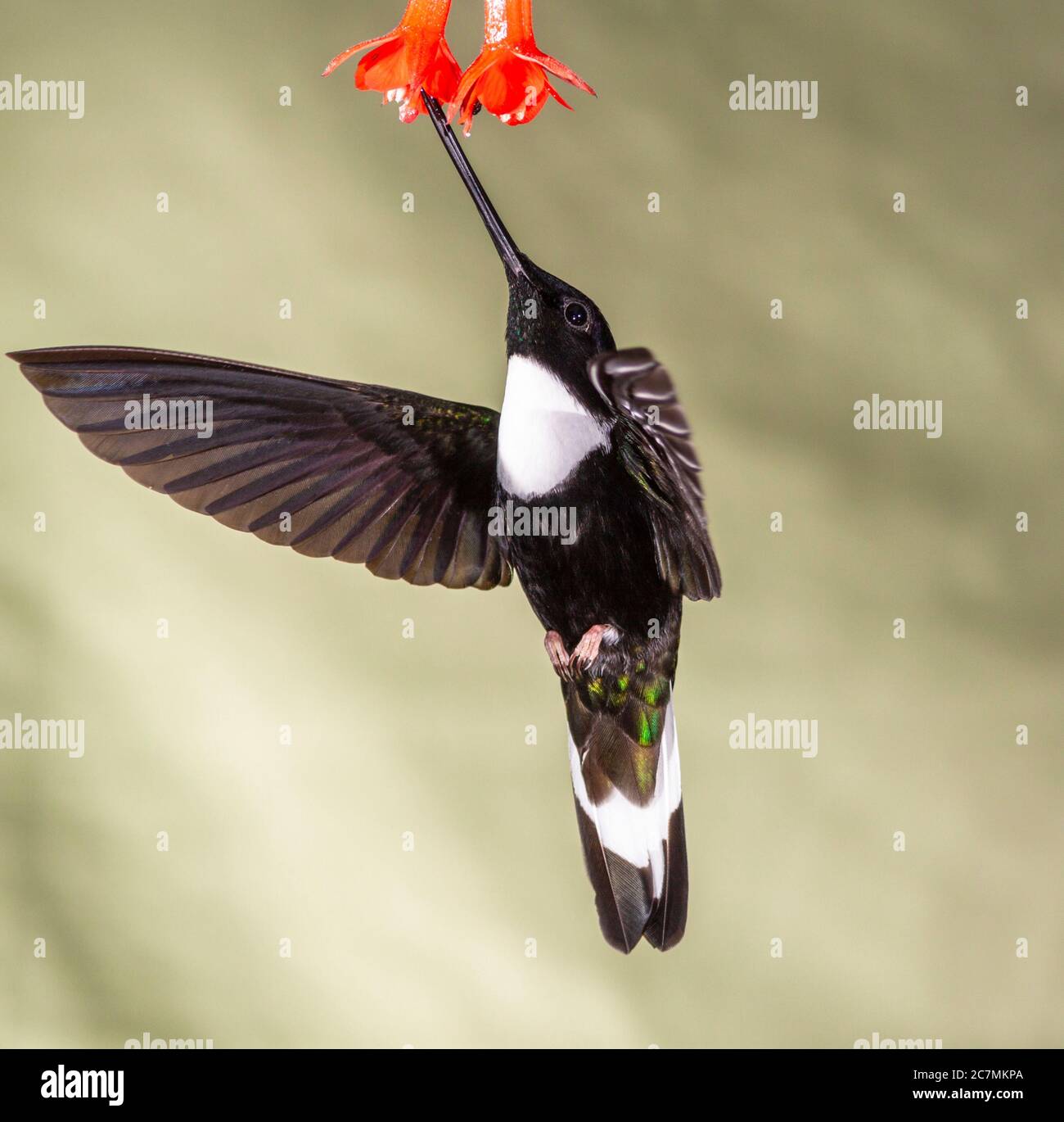 Colibri Inca, Coeligena torquata, au Guango Lodge en Équateur. Banque D'Images