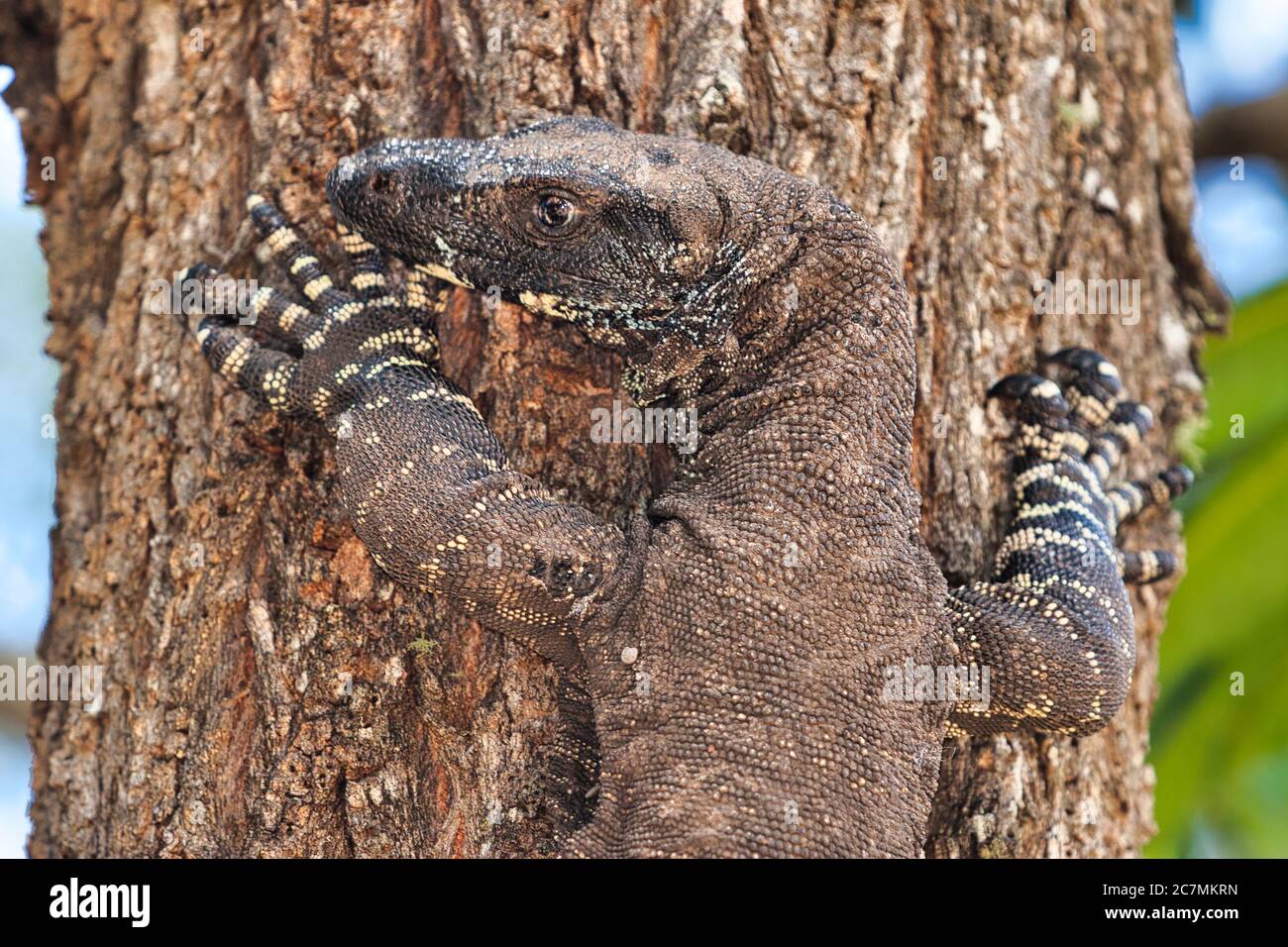 Une grande goanna s'accroche à un tronc d'arbre, c'est la peau brunâtre à motif rugueux se mélangeant très bien avec l'arbre. En Nouvelle-Galles du Sud, Australie Banque D'Images