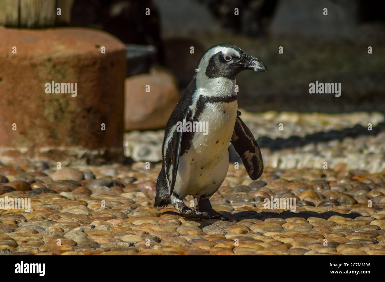 Cape Penguin à Ushaka Marine World Durban centre Afrique du Sud Banque D'Images