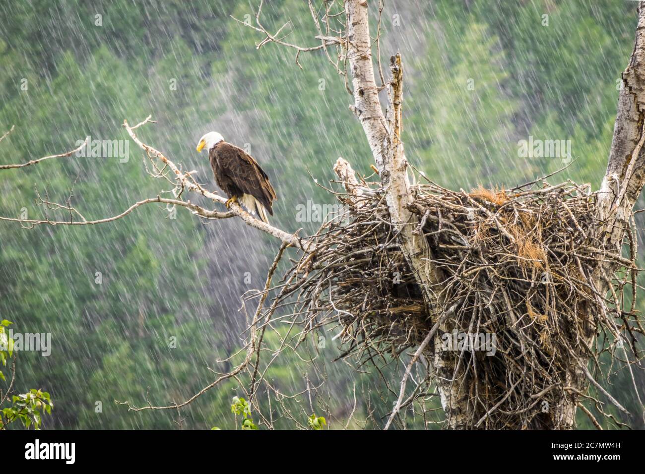 Aigle à tête blanche et nid dans la pluie Banque D'Images