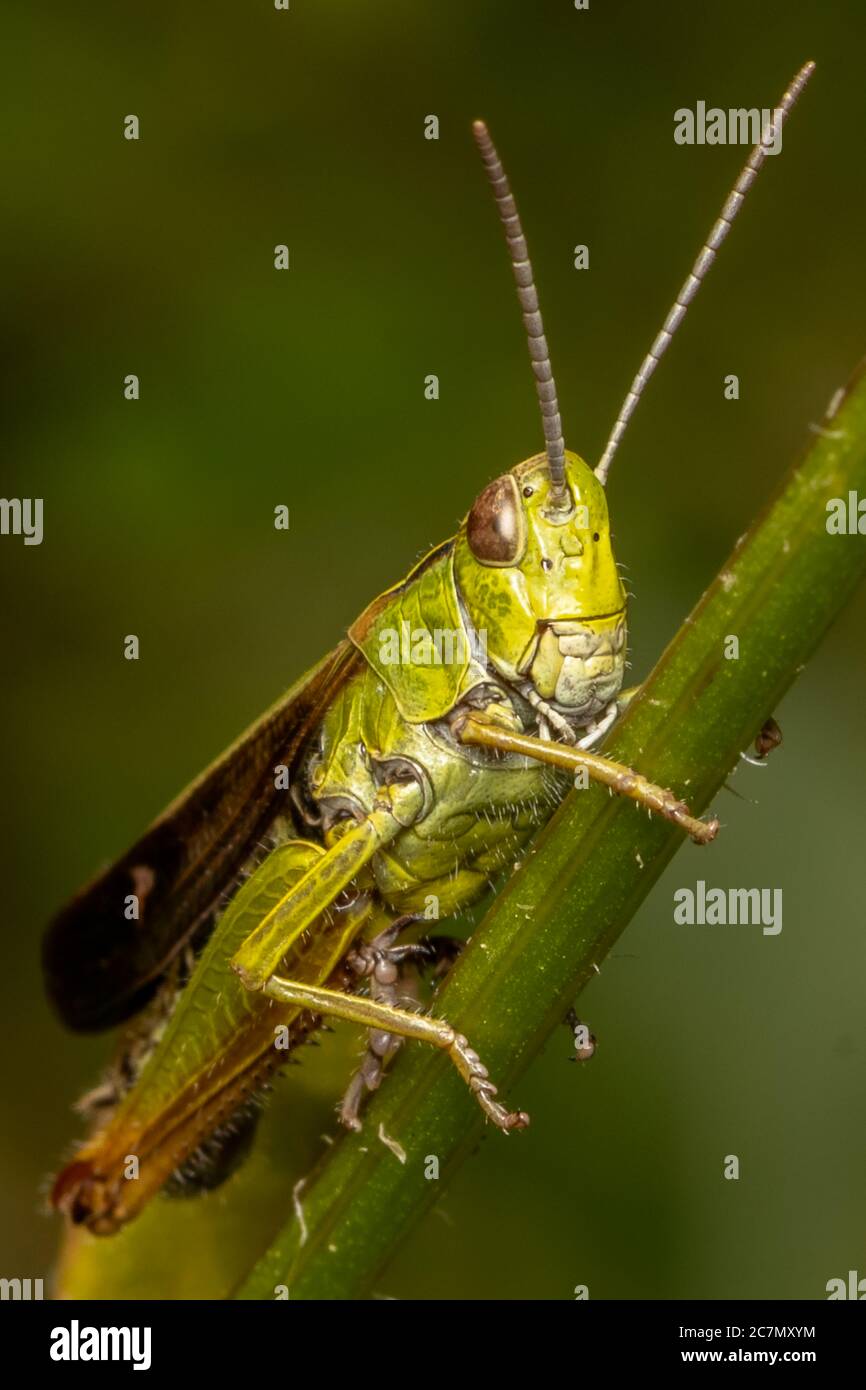 Grasshopper Banque D'Images