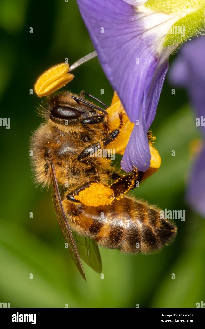 Abeille à miel Banque D'Images