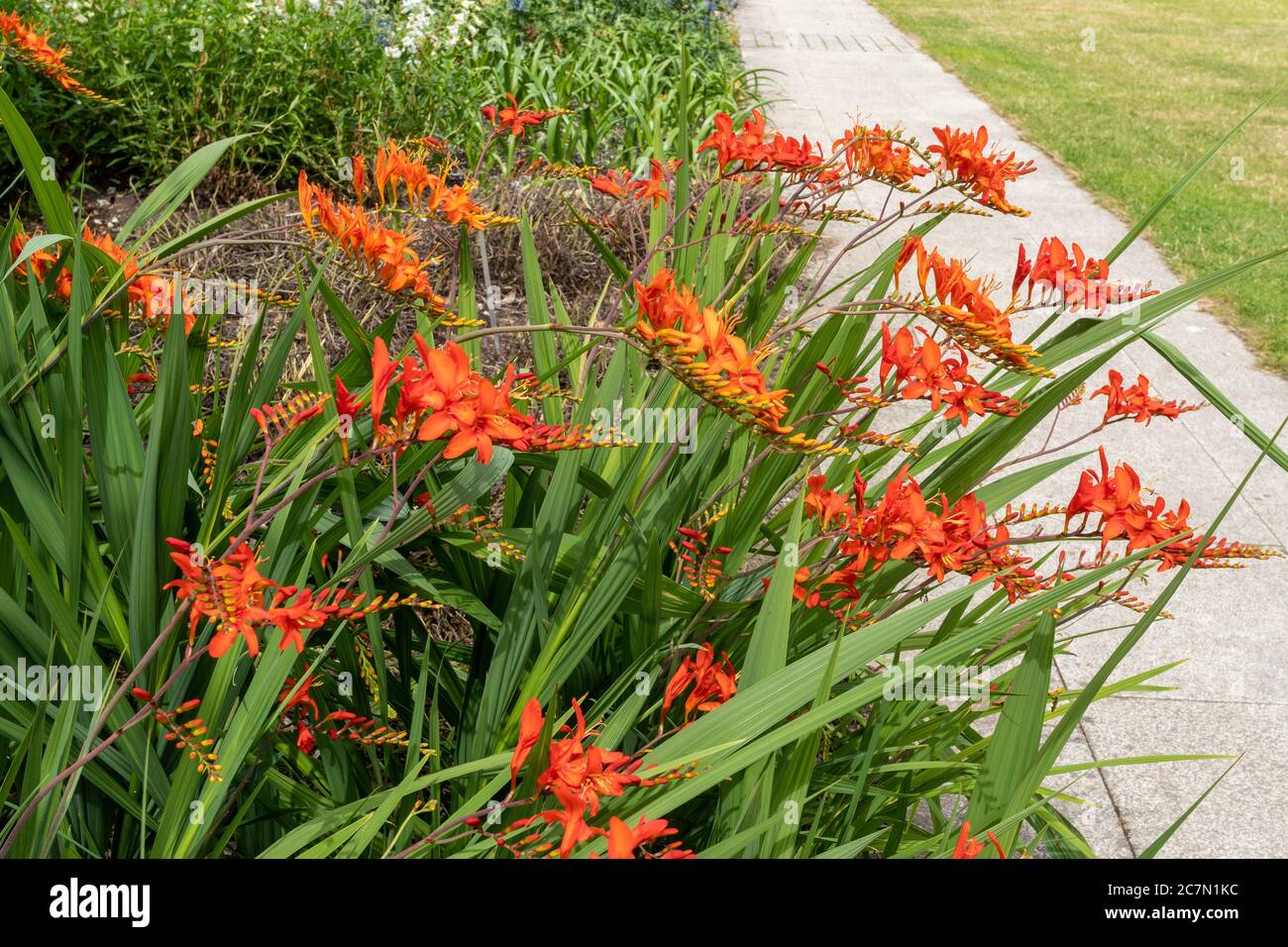 Crocosmia 'lucifer' (Montbetia) avec des fleurs de scarlet flamboyantes fleuries en juillet ou en été, Royaume-Uni Banque D'Images