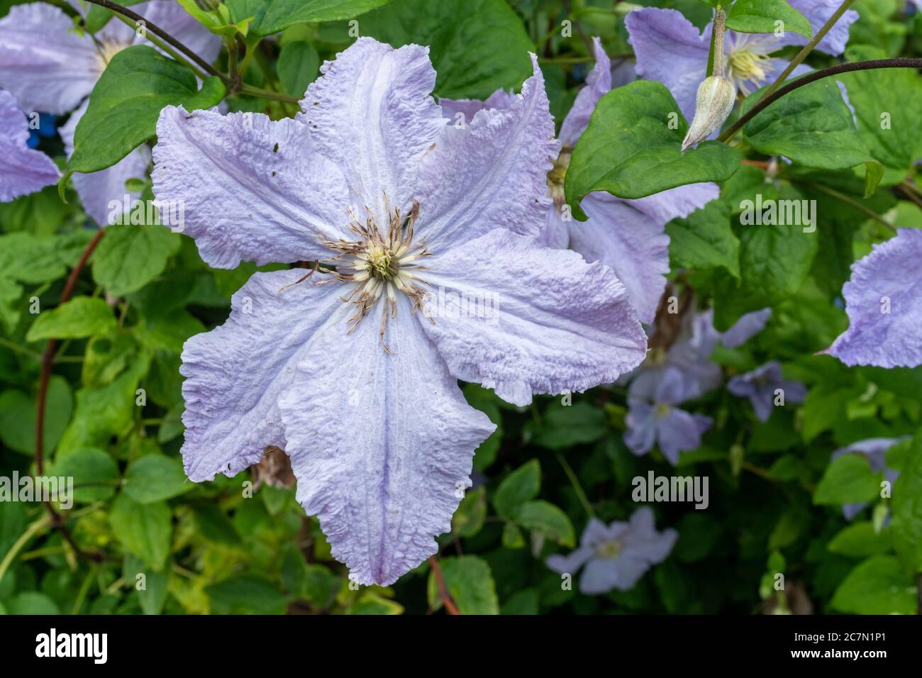 Fleurs d'ange bleu Clematis (aniol bleu clair), gros plan de fleur mauve pâle, Royaume-Uni, juillet Banque D'Images