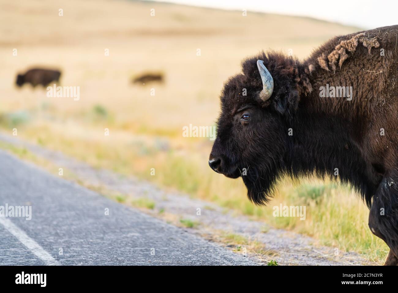 Bison Head Closeup route de passage des animaux sur le parc national d'Antelope Island près de Great Salt Lake City dans l'Utah, États-Unis avec des herbes en arrière-plan flou Banque D'Images