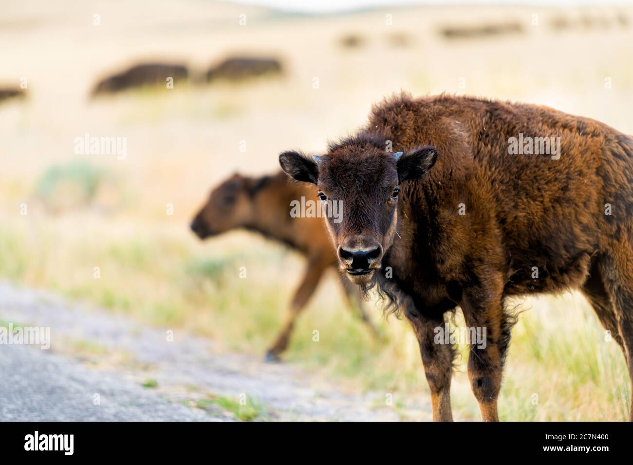Bebe Jeune Bison De Veau Mignon Adorable Dans La Vallee Dans Le Parc National D Antelope Island Dans L Utah En Ete Avec Paysage Sec En Gros Plan Regardant La Camera Avant Photo Stock
