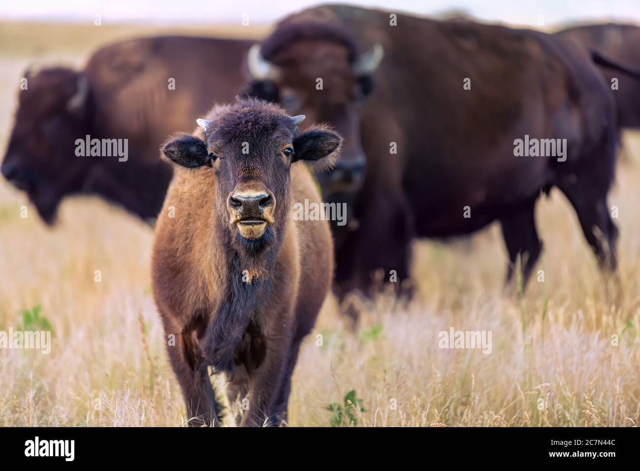 Bebe Bison De Veau Mignon Adorable Dans La Vallee Dans Le Parc National D Antelope Island Dans L Utah En Ete Avec Paysage Sec En Gros Plan Regardant La Camera Avant Photo Stock