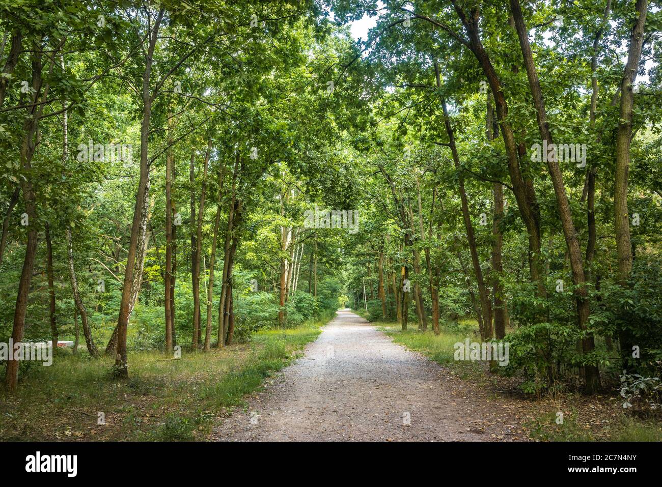 Chemin principal menant à travers la Königsheide une forêt mixte de feuillus et de conifères pendant l'été à Berlin, Allemagne, Europe Banque D'Images