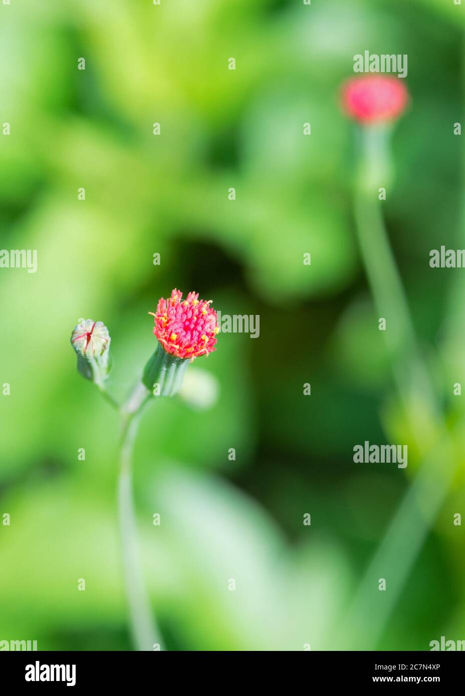 fleur sauvage rouge Banque D'Images