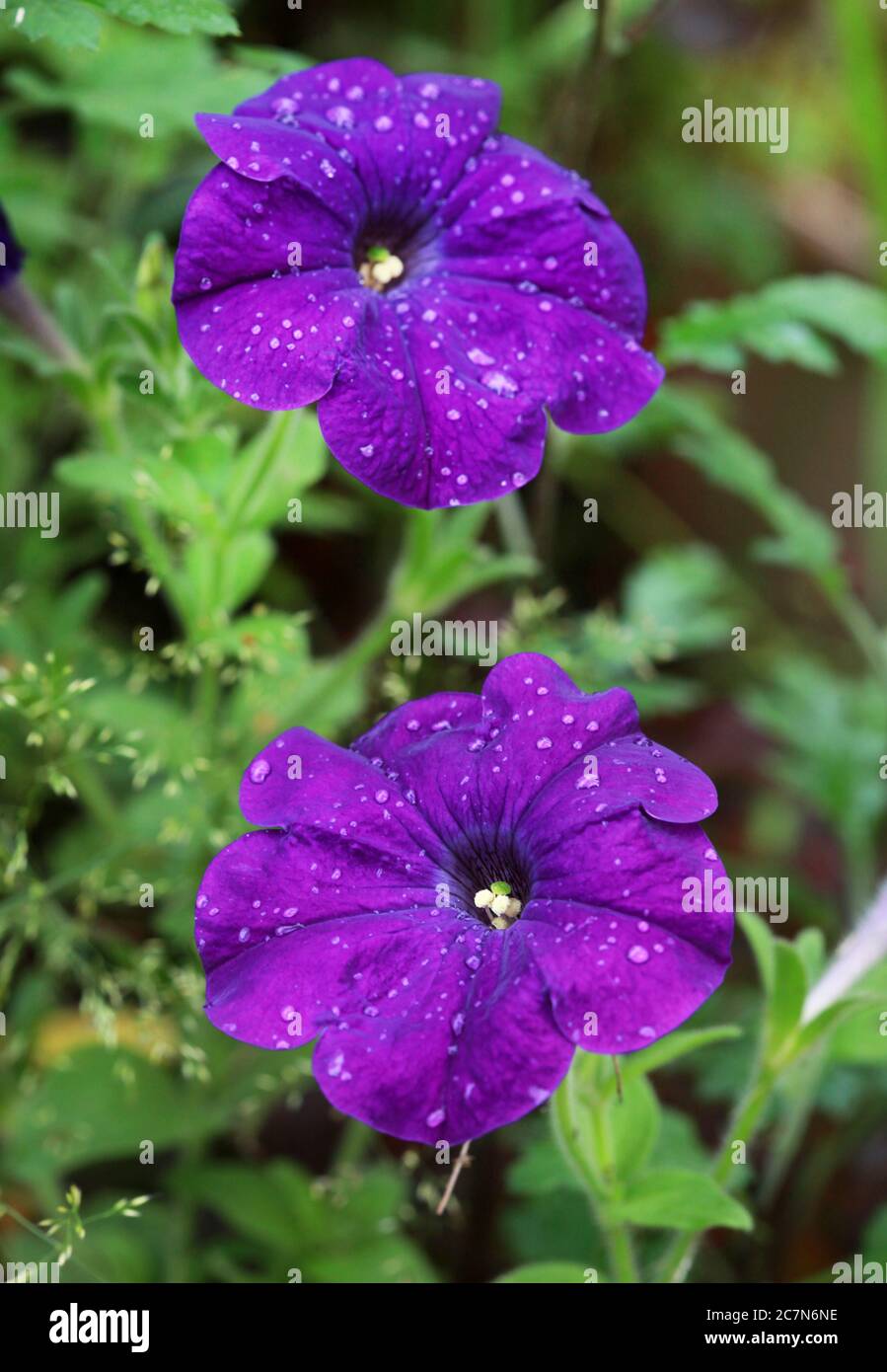 Pétunia violet fleur après la pluie Banque D'Images