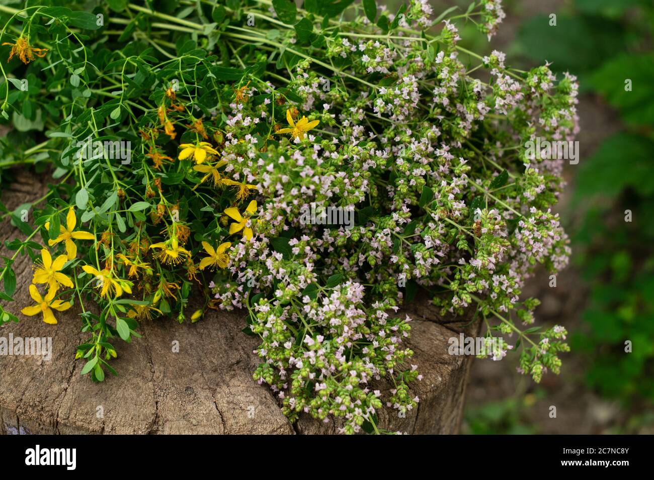 Bouquet d'origan et d'hypericum en fleurs. Herbes culinaires, plantes curatives Banque D'Images